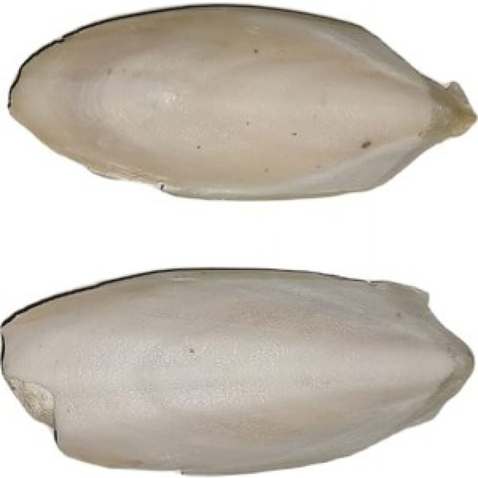 Açık Kalamar Kemiği (Adet) 10 cm